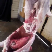 گوشت بره کوچیک