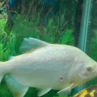 ماهی اسکار|ماهی|الیگودرز, |دیوار