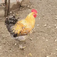 مرغ وخروس