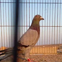 سبز پلاکی ماده درجه یک