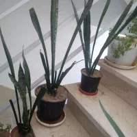 گل طبیعی از ۵۰ تومن تا ۲۵۰ تومن