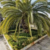 فروش باغ ویلای سند دار روستایی در رضوانشهر|فروش خانه و ویلا|رضوانشهر, |دیوار