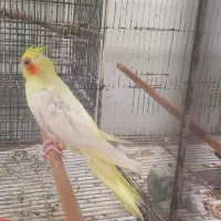 عروس هلندی ماده رام و چلوندنی|پرنده|بابل, |دیوار