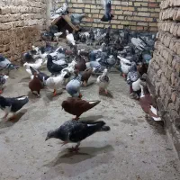 کبوتر پلاکی و رنگی