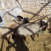 بره