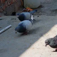 کبوتر|پرنده|زاهدان, |دیوار