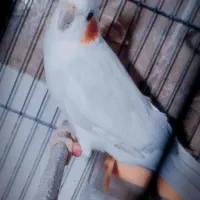 عروس هلندی