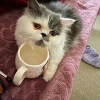 جفت گیری گربه پرشین کت ماده