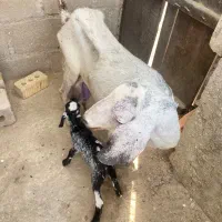 کهره
