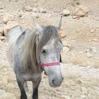 اسب|حیوانات|مسجد سلیمان, |دیوار