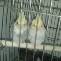 عروس هلندی جفت