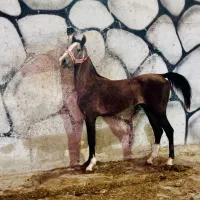 فروش اسب نریان|اسب و تجهیزات اسبسواری|شهریار, شهرک شاهد|دیوار