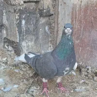 کفترشهری|پرنده|شیراز, نصرآباد|دیوار