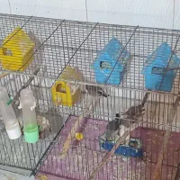 فنچ|پرنده|کوار, |دیوار