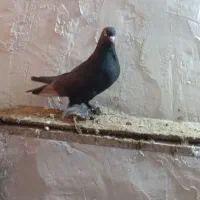 کبوتر|پرنده|تبریز, |دیوار