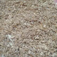 فروش گندم ریجاب