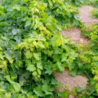 نهال انگور ضمانتی|خدمات باغبانی و درختکاری|میاندوآب, |دیوار