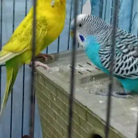 مرغ عشق سالم سالم