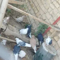 کبوتر|پرنده|صدرا-فارس, فاز ۱|دیوار