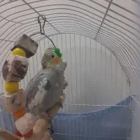 پرنده عروس ۷۰۰تومن