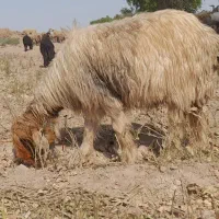 میش داشتی