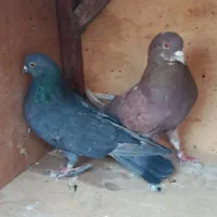 تعدادی کبوتر|پرنده|وحیدیه, |دیوار