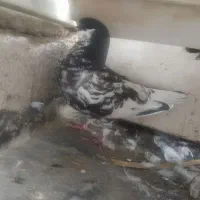 .راست سیاه|پرنده|برازجان, |دیوار