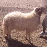 یک قوچ کوردی ۳سال|حیوانات مزرعه|زرین آباد, |دیوار