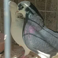 شازده و سفید شمرونی