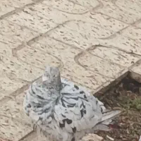 کبوتر