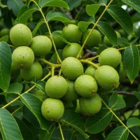 نهال|گل و گیاه طبیعی|میمند, |دیوار