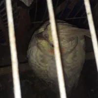 عروس هلندی گلباقلی(نر)