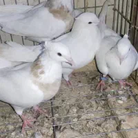 کبوتر طوقی کله سیاه|پرنده|بندر ماهشهر, |دیوار