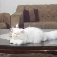 گربه پرشین  نر