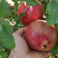 فروش انار شیرین وانار نوبرانه پوست نازک|خوردنی و آشامیدنی|شیراز, قصرالدشت|دیوار