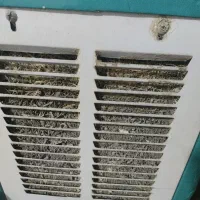 کولرابی3عدد