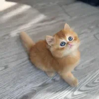 بریتیش گلدny12 لانگ هیر دوماهه|گربه|تهران, شهرک غرب|دیوار