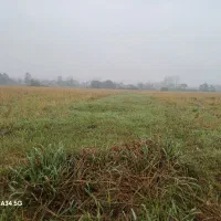 شالی سنتی سندتک برگ|فروش زمین و ملک کلنگی|رشت, استادسرا|دیوار