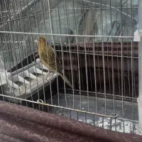 قناری جوجه نر