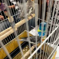 جفت عروس هلندی نر و ماده|پرنده|تهران, دربند|دیوار