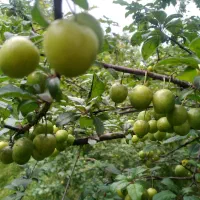 فروش آلوچه ترش و شیرین