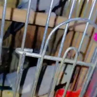 یه جفت طوطی نروماده