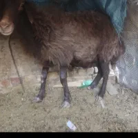 میش‌غزل‌افشاراصل