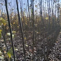 فروش و پیش فروش نهال های صنوبر به نرخ تولیدی