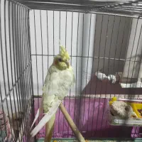 عروس هلندی