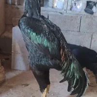 خروس  اوشامو اصل