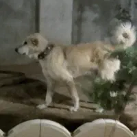 دو قلاده حیوون نگهبان شدید|سگ|صفادشت, |دیوار