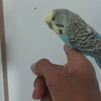 مرغ عشق نر انگلیسی دستی گاز هم نمیگیره