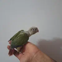 جوجه گرینچیک اناناسی سرلاکی دستی|پرنده|زابل, |دیوار