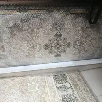 پشت فیلی